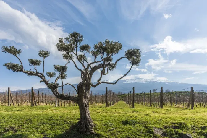 Framed Print : Europe, Italy, Sicily. Vineyard near to Castiglione della Sicilia with the Mount Etna Framed Print : Europe, Italy, Sicily. Vineyard near to Castiglione della Sicilia with the Mount Etna
