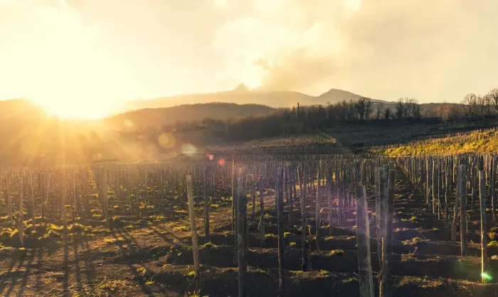 Framed Print : Europe, Italy, Sicily. A vineyard on the slopes of the Etna Volcano at sunset