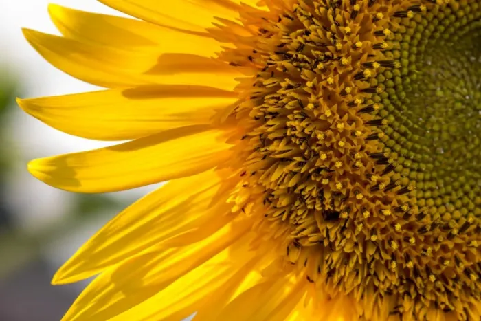 Framed Print : Europe, Italy. Sunflower in a garden Framed Print : Europe, Italy. Sunflower in a garden