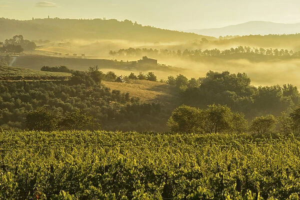 Europe, Italy, Toscana, Tuscany, Montepulciano, vineyard at sunrise