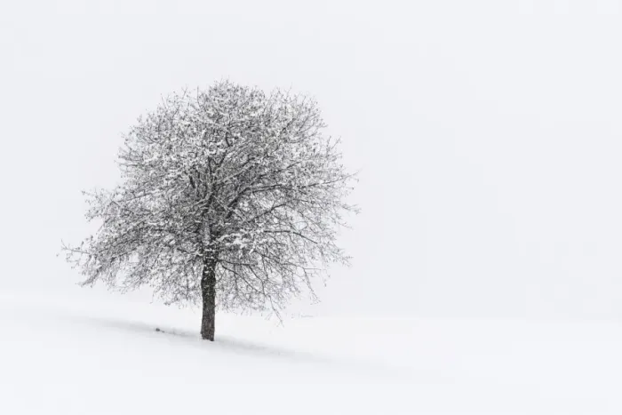 Framed Print : Europe, Italy, Trentino Alto Adige, Non valley. Snow covered tree after a heavy snowfall