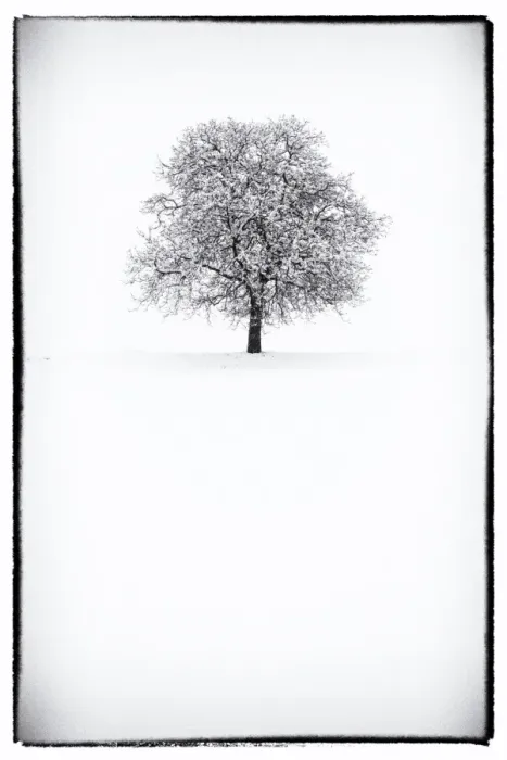 Framed Print : Europe, Italy, Trentino Alto Adige, Non valley. Snow covered tree after a heavy snowfall Framed Print : Europe, Italy, Trentino Alto Adige, Non valley. Snow covered tree after a heavy snowfall