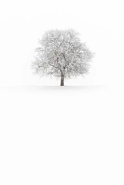 Europe, Italy, Trentino Alto Adige, Non valley. Snow covered tree after a heavy snowfall