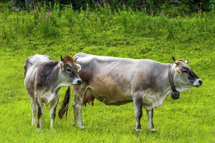 Framed Print : Europe, Italy, Trentino. A cow and her calf on a juicy meadow in the alps in summer Framed Print : Europe, Italy, Trentino. A cow and her calf on a juicy meadow in the alps in summer