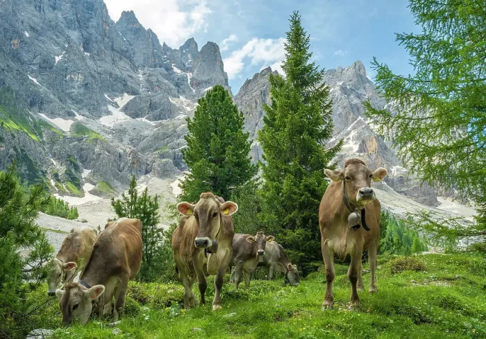 Framed Print : Europe, Italy, Trentino. Cows grazing in front of the peaks of the Pala Group, the largest massif of the Dolomites, Unesco World Heritage site Framed Print : Europe, Italy, Trentino. Cows grazing in front of the peaks of the Pala Group, the largest massif of the Dolomites, Unesco World Heritage site