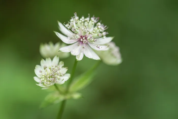 Framed Print : Europe, Italy, Trentino. A macro photo of the Astrantia Major flower Framed Print : Europe, Italy, Trentino. A macro photo of the Astrantia Major flower