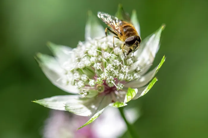 Framed Print : Europe, Italy, Trentino. A macro photo of the Astrantia Major flower with a bee Framed Print : Europe, Italy, Trentino. A macro photo of the Astrantia Major flower with a bee