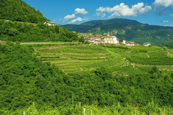 Framed Print : Europe, Italy, Trentino. The village of Cembra in the Cembra Valley surrounded by the famous vertical vineyards Framed Print : Europe, Italy, Trentino. The village of Cembra in the Cembra Valley surrounded by the famous vertical vineyards