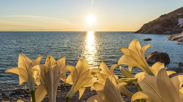europe, Italy, Tuscany, Elba Island, sunset at Pomonte beach with flowers
