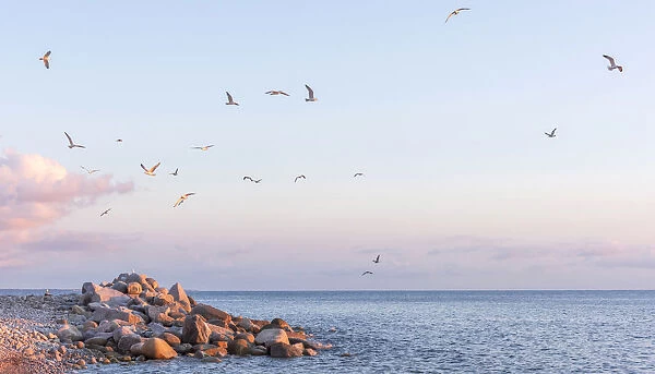 europe, Italy, Tuscany, Elba Island, sunset at Pomonte beach with seagulls