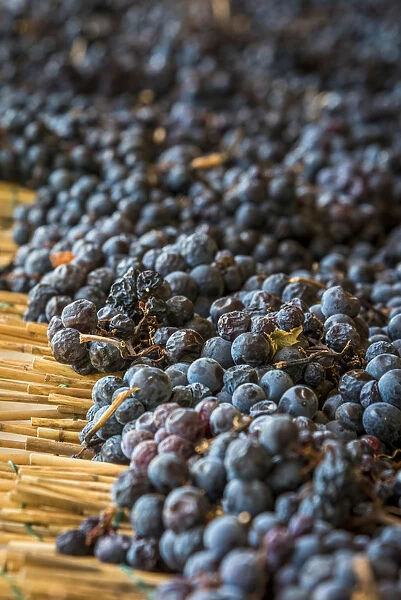 europe, Italy, Tuscany, Elba Island, Aleatico grapes drying
