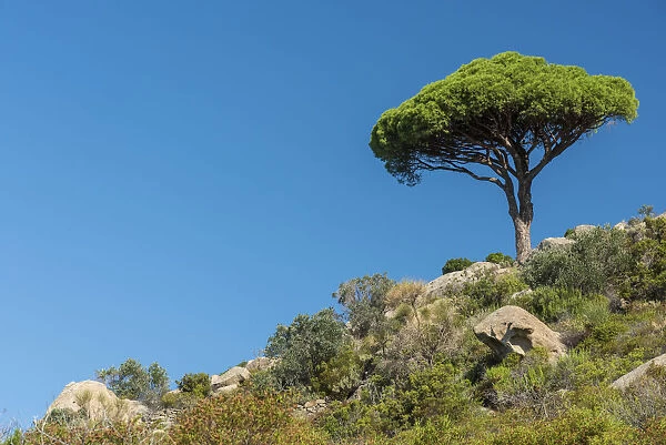 europe, Italy, Tuscany, Elba Island, a single pine tree on a hiking path uphill