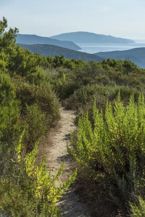 Framed Print : europe, Italy, Tuscany, Elba Island, view from the hiking path towards the sea Framed Print : europe, Italy, Tuscany, Elba Island, view from the hiking path towards the sea