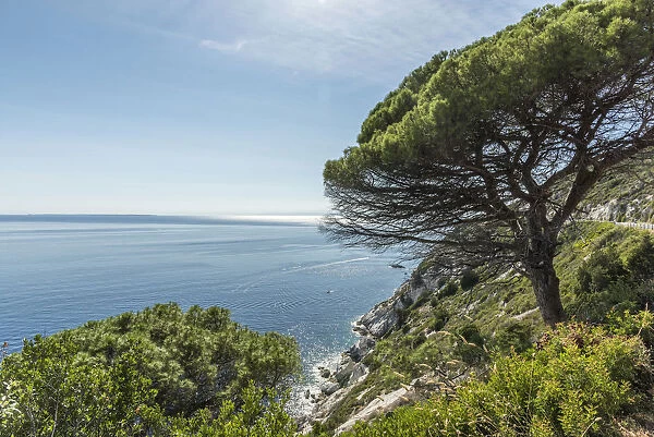 europe, Italy, Tuscany, Elba Island, a single pine tree on the road on the west coast of