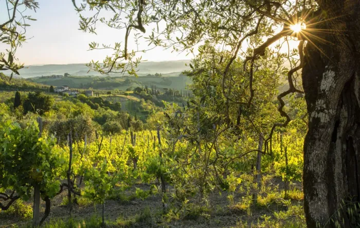 Framed Print : Europe, Italy, Tuscany, Florence, San Gimignano, Vineyard (m) Framed Print : Europe, Italy, Tuscany, Florence, San Gimignano, Vineyard (m)