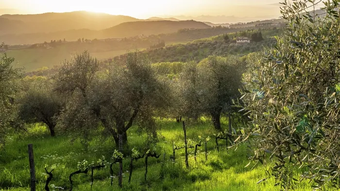 Framed Print : Europe, Italy, Tuscany. Florence, Pontassieve area. In the olive groves of the Fattoria Lavacchio at sunset with views toward the Apennin Mountains Framed Print : Europe, Italy, Tuscany. Florence, Pontassieve area. In the olive groves of the Fattoria Lavacchio at sunset with views toward the Apennin Mountains