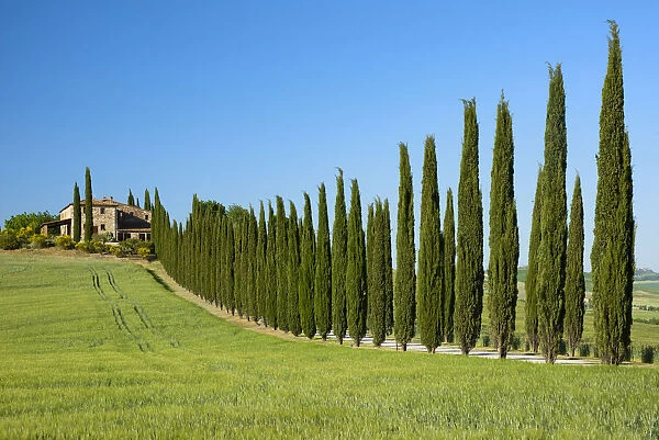 Europe; Italy; Tuscany; Florence; Montepulciano, farmhouse and Cypress alley