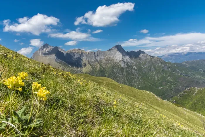 Framed Print : europe, Italy, Tuscany. Flowers in the Apuan mountains Framed Print : europe, Italy, Tuscany. Flowers in the Apuan mountains