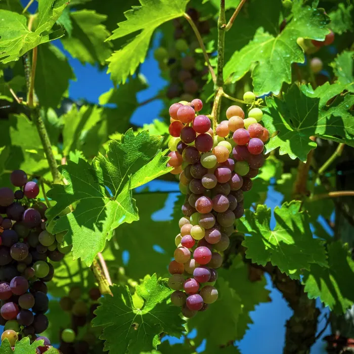 Framed Print : europe, Italy, Tuscany. Red grapes in the Lunigiana area in the moment of color change Framed Print : europe, Italy, Tuscany. Red grapes in the Lunigiana area in the moment of color change