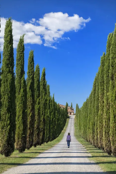 Framed Print : Europe, Italy, Tuscany, Toscana, Cypress alley, woman walking in alley Framed Print : Europe, Italy, Tuscany, Toscana, Cypress alley, woman walking in alley