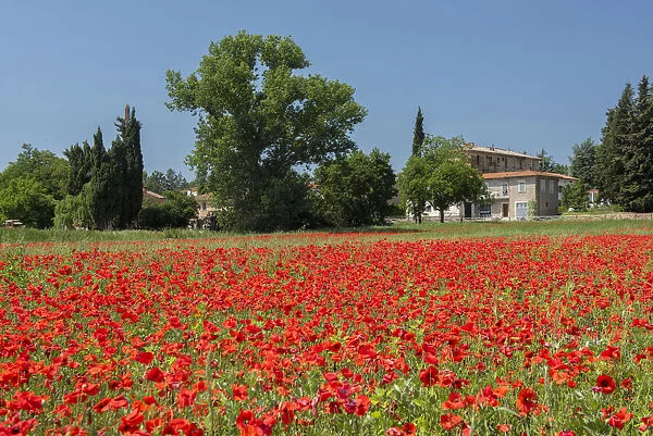 Europe, Italy, Tuscany, Toscana, Arezzo, poppy fields in bloom (m)