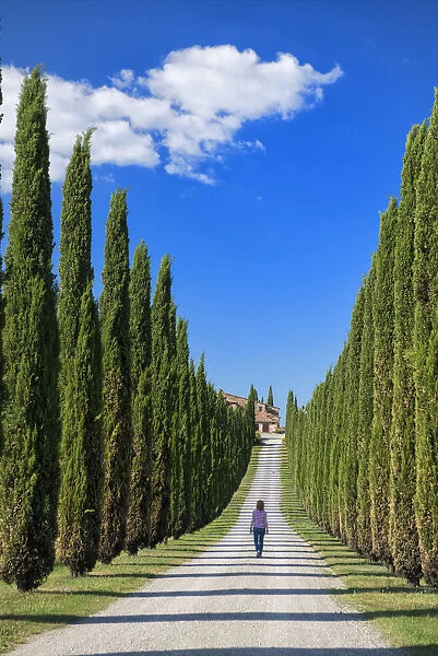 Europe, Italy, Tuscany, Toscana, Cypress alley, woman walking in alley