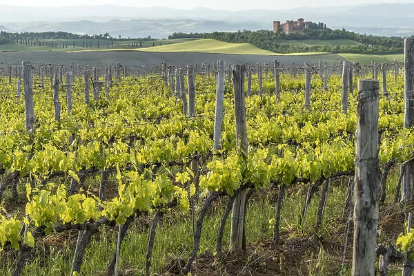 europe, Italy, Tuscany. Vineyards in southern Tuscany