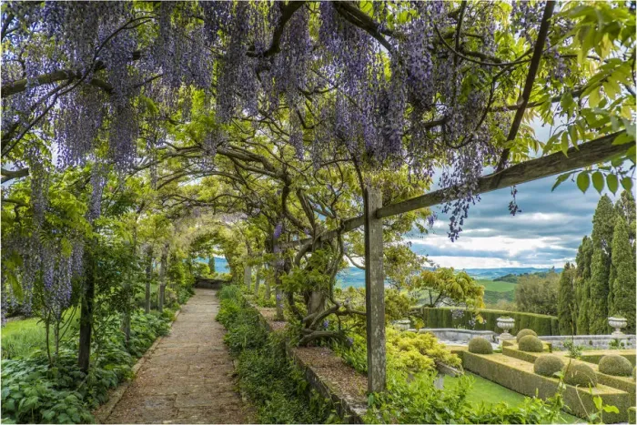 Framed Print : europe, Italy, Tuscany. the wisteria of la foce gardens near to Chianciano Terme Framed Print : europe, Italy, Tuscany. the wisteria of la foce gardens near to Chianciano Terme