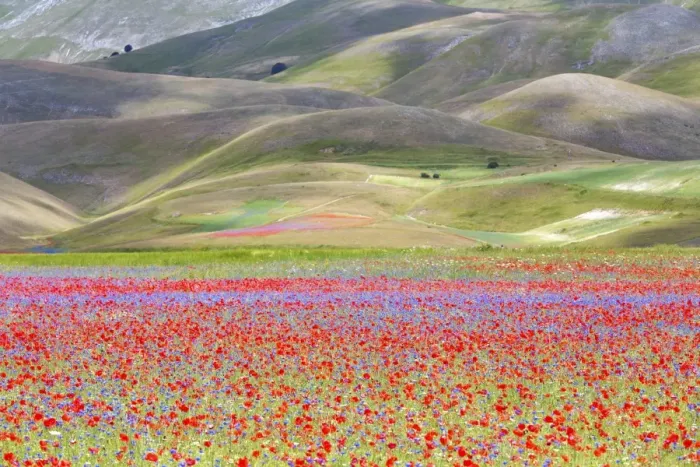 Framed Print : Europe, Italy, Umbria, Perugia district, flowering of Castelluccio of Norcia Framed Print : Europe, Italy, Umbria, Perugia district, flowering of Castelluccio of Norcia
