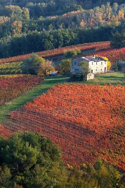 Europe, Italy, Umbria, Perugia district. Vineyards of Montefalco