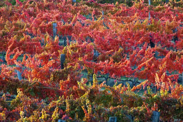 Framed Print : Europe, Italy, Umbria, Perugia district. Vineyards of Montefalco
