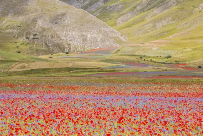 Framed Print : Europe, Italy, Umbria, Perugia district, flowering of Castelluccio of Norcia Framed Print : Europe, Italy, Umbria, Perugia district, flowering of Castelluccio of Norcia