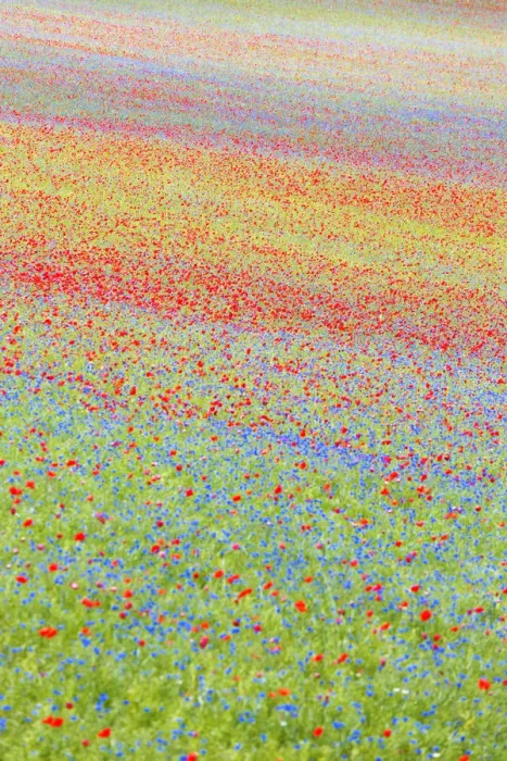 Framed Print : Europe, Italy, Umbria, Perugia district, flowering of Castelluccio of Norcia Framed Print : Europe, Italy, Umbria, Perugia district, flowering of Castelluccio of Norcia