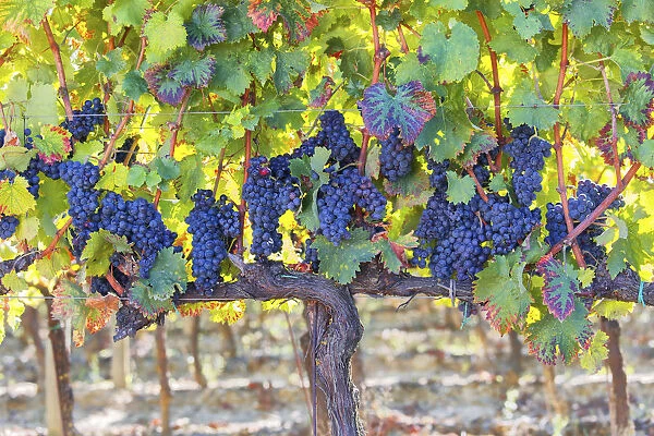 Europe, Italy, Umbria, Perugia district, Montefalco. Grape vine in autumn