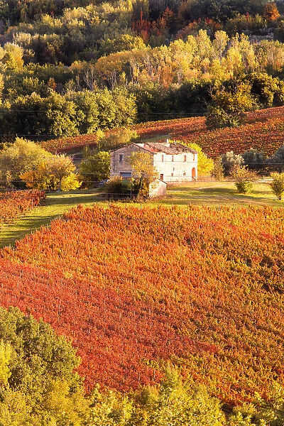 Europe, Italy, Umbria, Perugia district, Montefalco. Vineyards in autumn