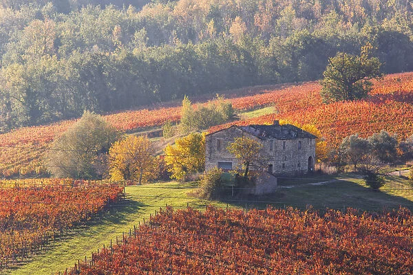 Europe, Italy, Umbria, Perugia district, Montefalco. Vineyards in autumn