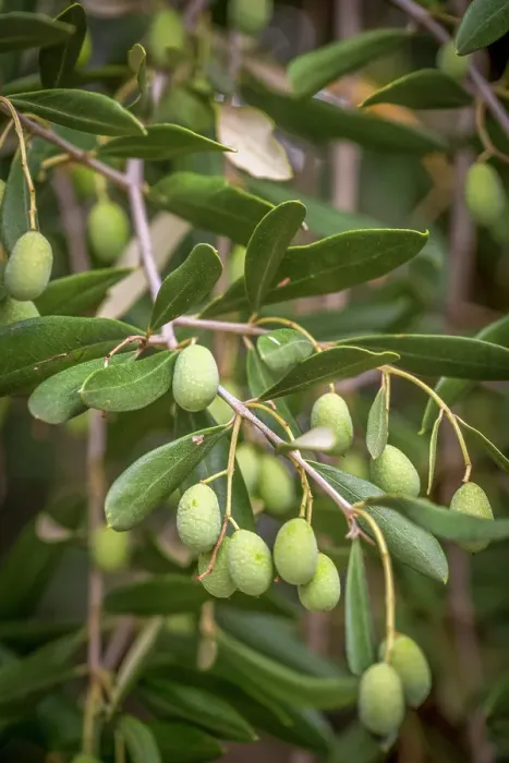 Framed Print : Europe, Italy, Umbria. Ripe olives near to Montefalco Framed Print : Europe, Italy, Umbria. Ripe olives near to Montefalco