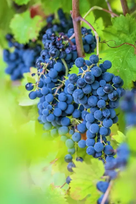 Framed Print : Europe, Italy, Umbria. Ripe Sagrantino grapes near to Montefalco Framed Print : Europe, Italy, Umbria. Ripe Sagrantino grapes near to Montefalco