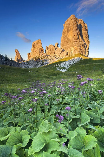 Europe, Italy, Veneto, Belluno. Flowering of Cavolaccio (Adenostyles alpina) at the