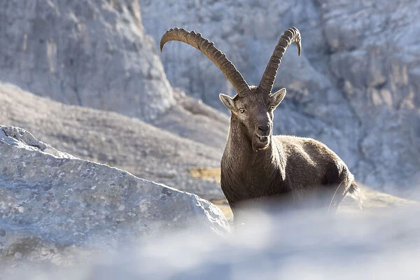 Europe, Italy, Veneto, Cadore, Auronzo. Alpine ibex (Capra ibex)