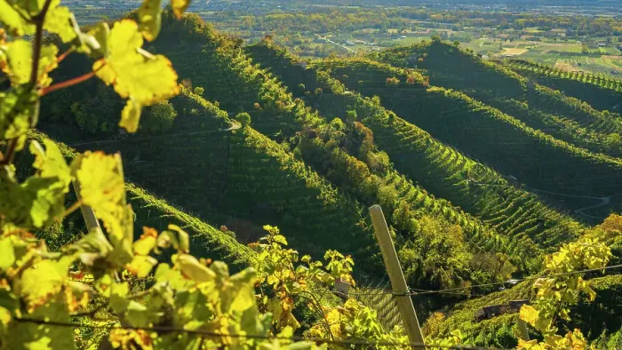 Framed Print : europe, Italy, Veneto. on a footpath in the Prosecco hills of Conegliano and Valdobbiadene in autumn Framed Print : europe, Italy, Veneto. on a footpath in the Prosecco hills of Conegliano and Valdobbiadene in autumn