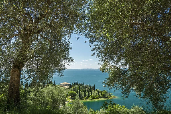 Europe, Italy, Veneto. Olive grove at the garda lake looking over Punta San Vigilio