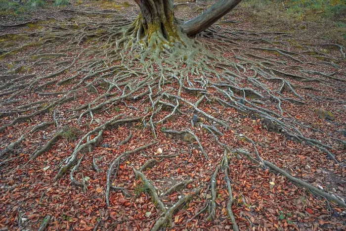 Framed Print : europe, Italy, Veneto. The roots of the big beech, il grande faggio, on the footpath of the water, la via dell´acqua, near to Cison di Valmarino Framed Print : europe, Italy, Veneto. The roots of the big beech, il grande faggio, on the footpath of the water, la via dell´acqua, near to Cison di Valmarino