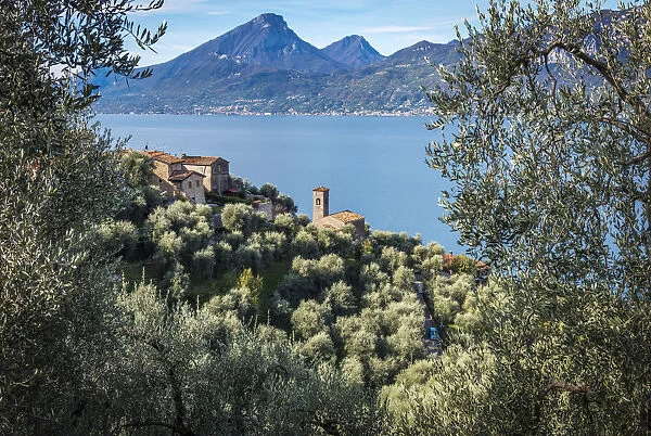 europe, Italy, Veneto. view through olives groves towards the Garda lake and the little