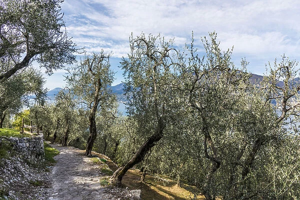 europe, Italy, Veneto. view through olives groves towards the Garda lake