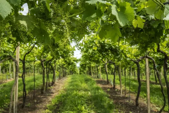 Framed Print : Europe, Italy, Veneto. Vineyard near Soave