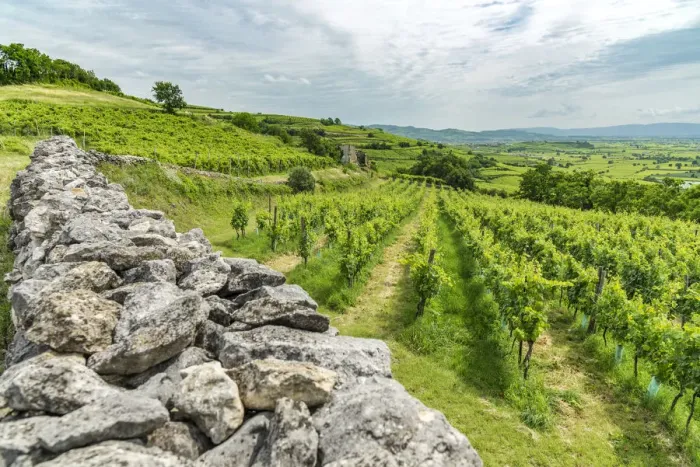 Framed Print : Europe, Italy, Veneto. Vineyards near Soave Framed Print : Europe, Italy, Veneto. Vineyards near Soave