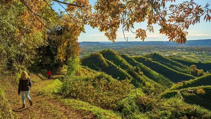 Framed Print : europe, Italy, Veneto. Walking in the Prosecco hills of Conegliano and Valdobbiadene in autumn