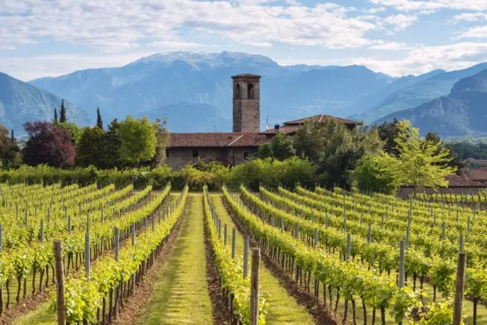 Framed Print : Europe, Italy, vineyards in Franciacorta, province of Brescia