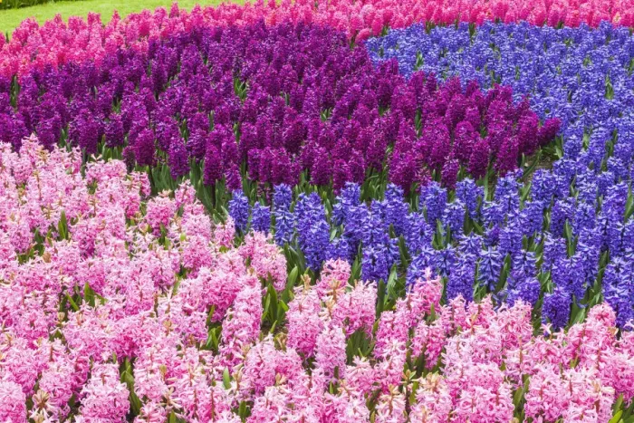 Framed Print : Europe, Netherlands, Lisse, Keukenhof Gardens Framed Print : Europe, Netherlands, Lisse, Keukenhof Gardens